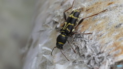 ツマキトラカミキリ