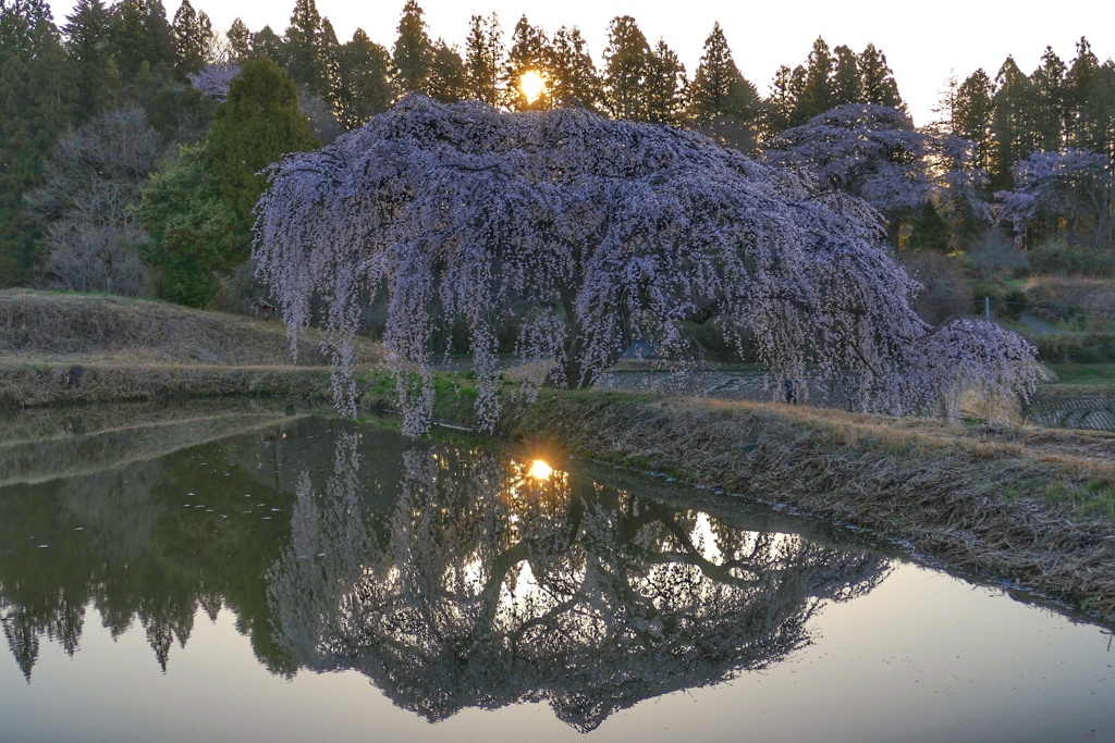 ダイヤモンドしだれ桜