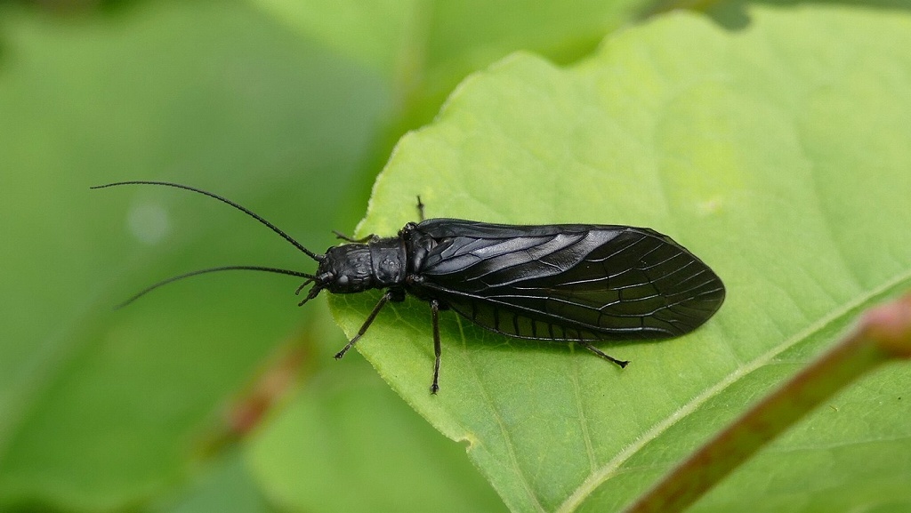 ダースベイダ―・・・