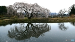 花園しだれ桜@棚倉町