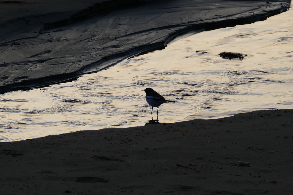 小鳥の居る夕景