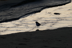 小鳥の居る夕景