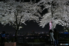 夜桜５