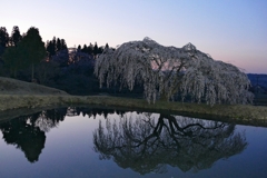 花園しだれ桜 ２