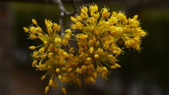 ローキーで春の花々