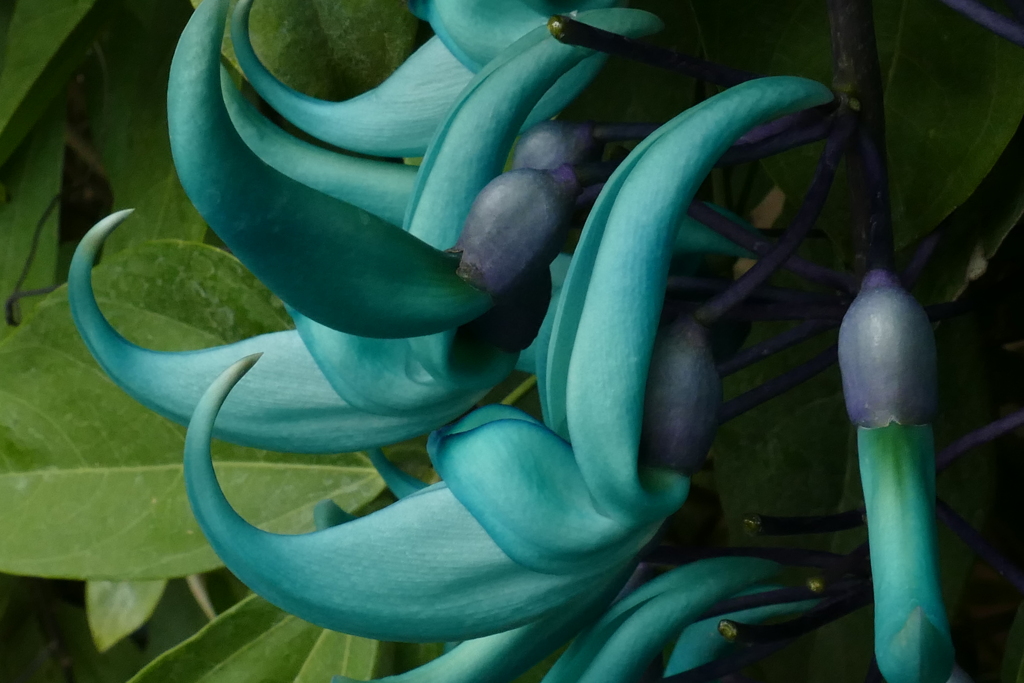 ヒスイカズラ２