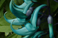 ヒスイカズラ２