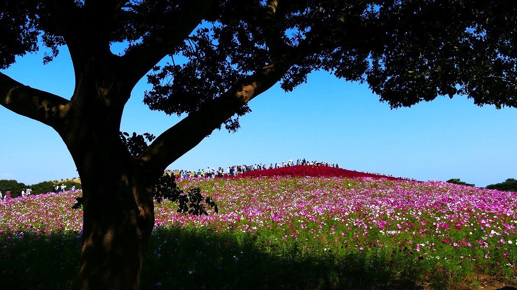 P1160011　＠ひたちなか海浜公園