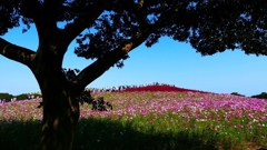 P1160011　＠ひたちなか海浜公園