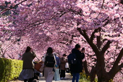 河津桜2