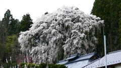 内出の桜 1