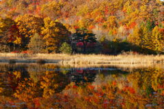 観音沼森林公園１