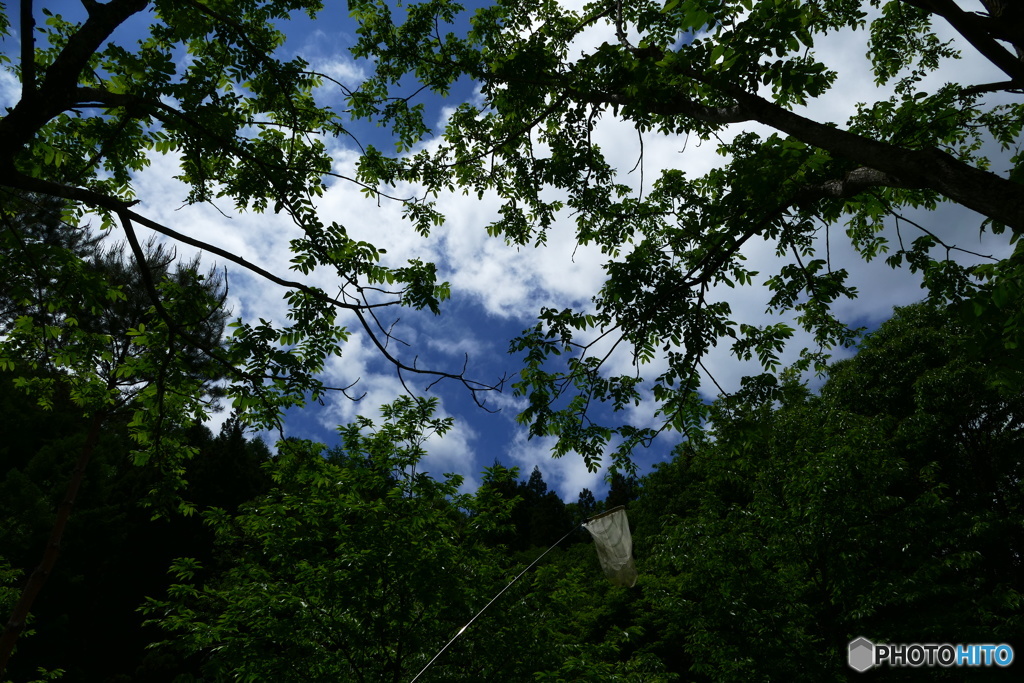 大人の虫採り
