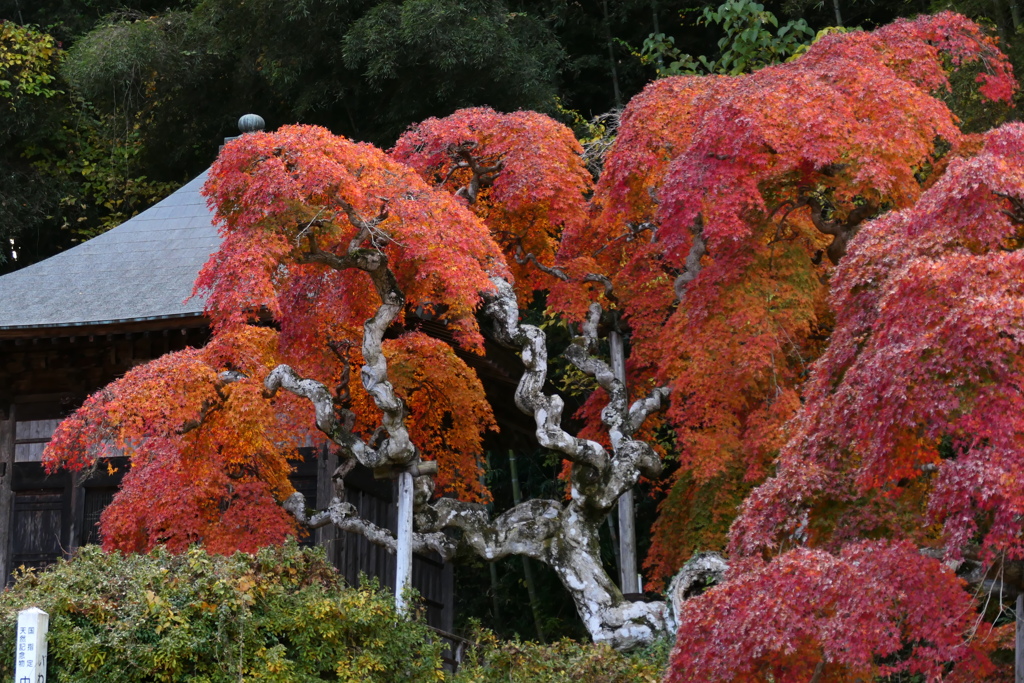 シダレモミジ４
