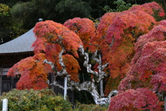 シダレモミジ４