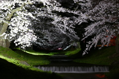 桜ライトアップ