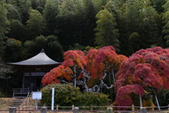 シダレモミジ１