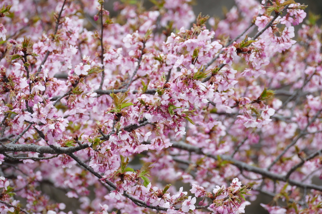 早咲き桜