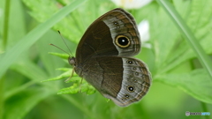 ジャノメの仲間