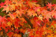 雨降りあとに２