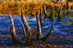 観音沼森林公園９