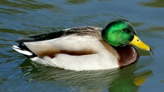 1190030_20160125153340398