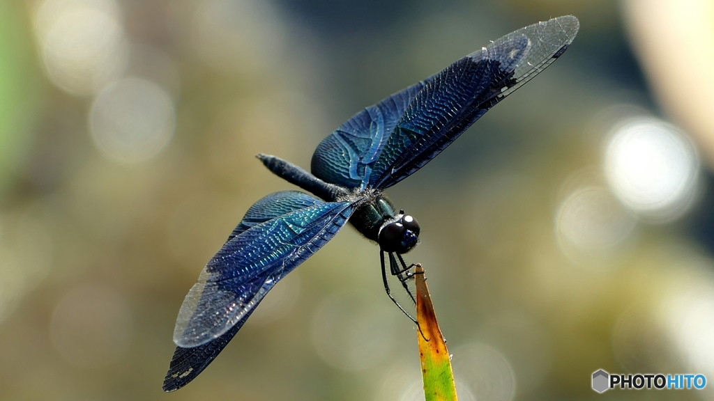 チョウトンボ  1