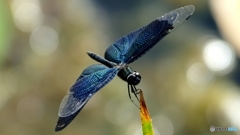 チョウトンボ  1