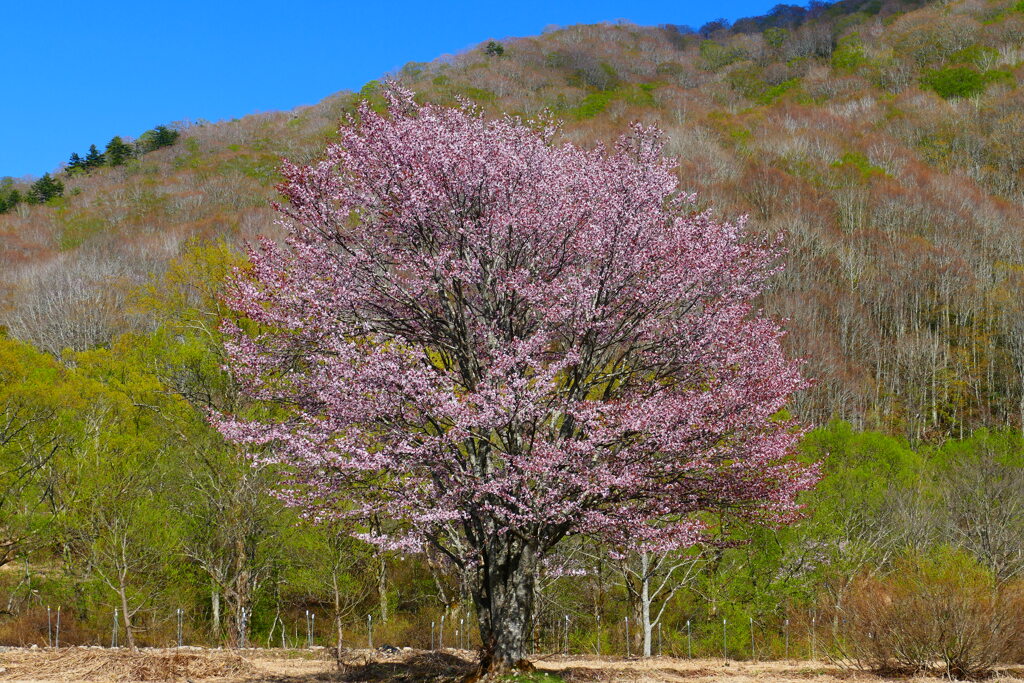 桧原の一本桜