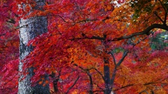 P1170202　@白河市南湖公園