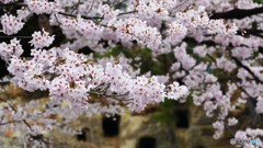 ＠埼玉県吉見百穴