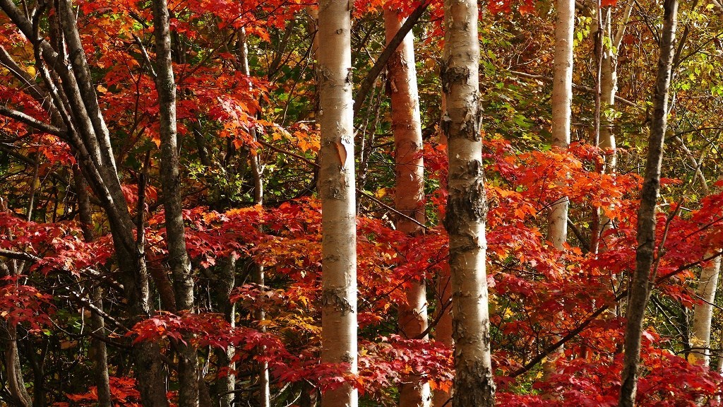 P1150092　奥日光