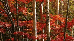 P1150092　奥日光