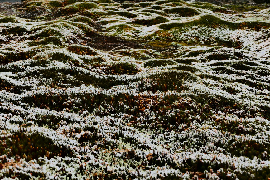 ある冬の日のスナップ２