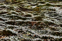 ある冬の日のスナップ２