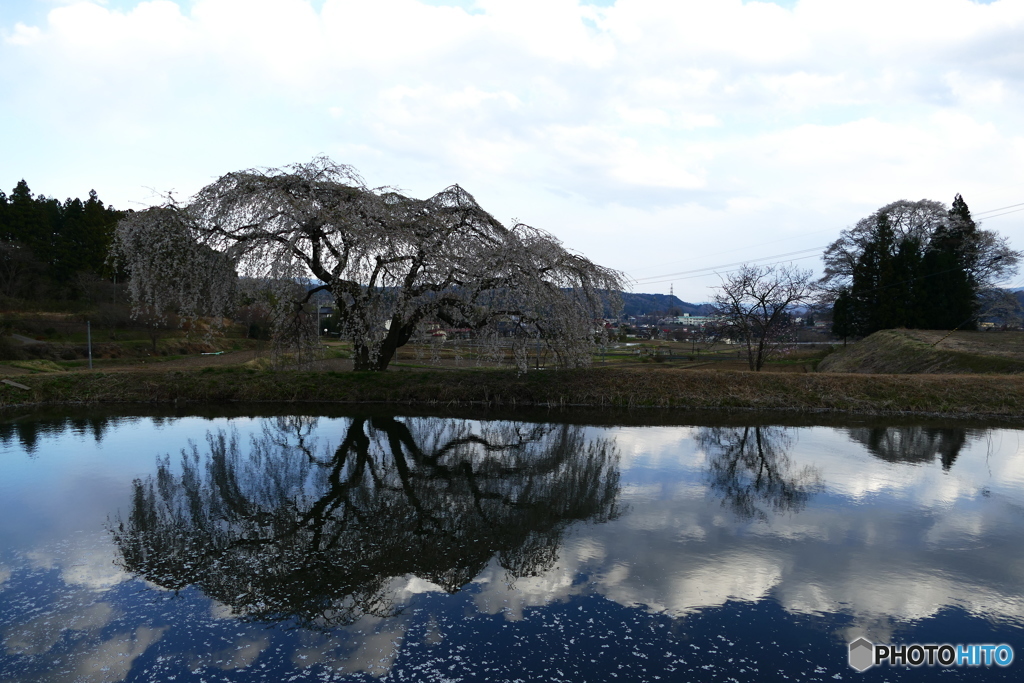 花園の枝垂桜３