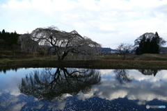 花園の枝垂桜３