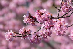 河津桜②