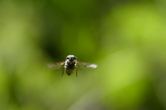 ブンブンブーン