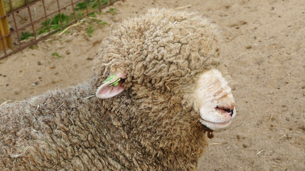 P1150736　＠石筵ふれあい牧場