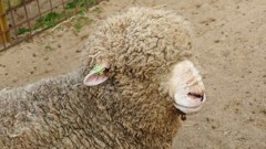 P1150736　＠石筵ふれあい牧場