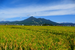 稲穂と磐梯山と電車と