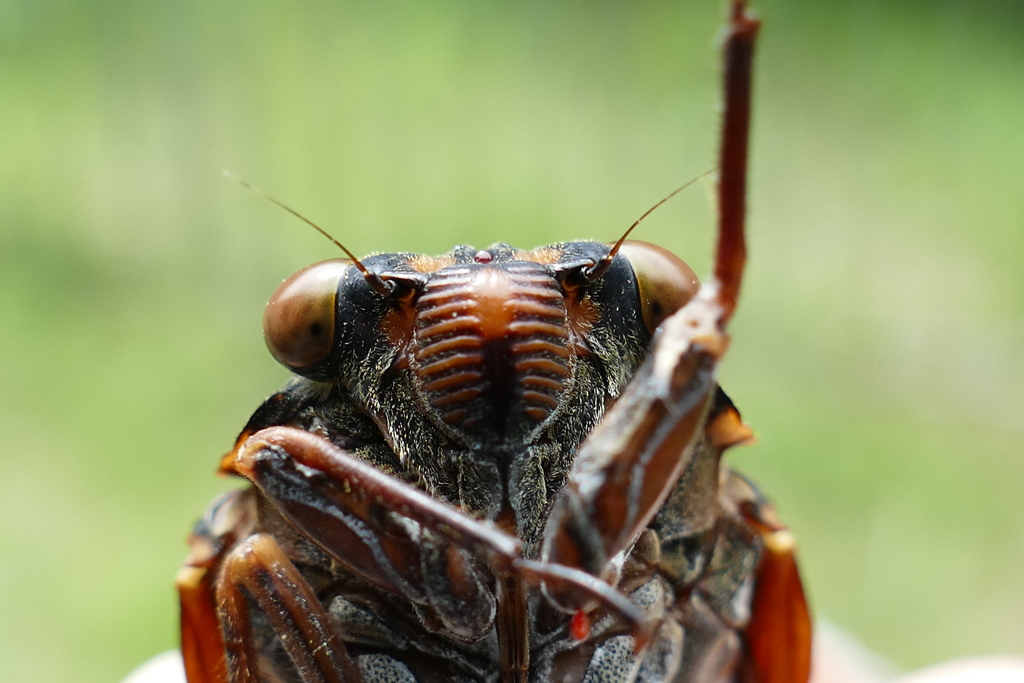 ジュワッチ！！