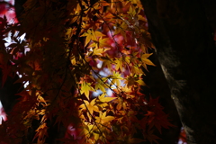 紅葉