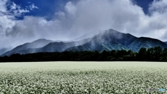 蕎麦畑 2 @下郷猿楽台地