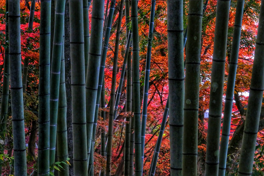 竹とモミジ