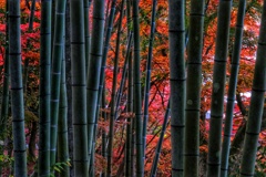 竹とモミジ
