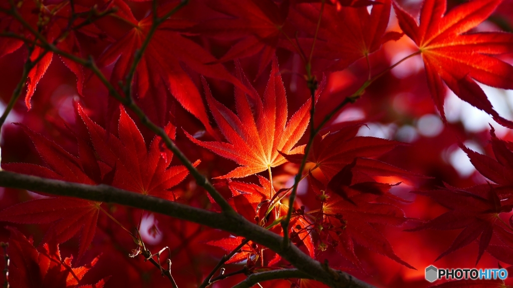 季節外れの紅