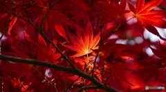 季節外れの紅