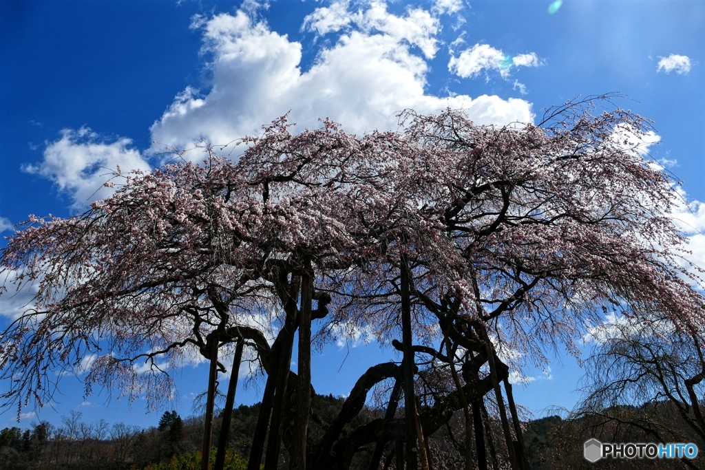 小生瀬の地蔵桜
